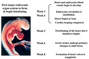 theli me tin kardia tou na zisi ine dikeoma tou 02
